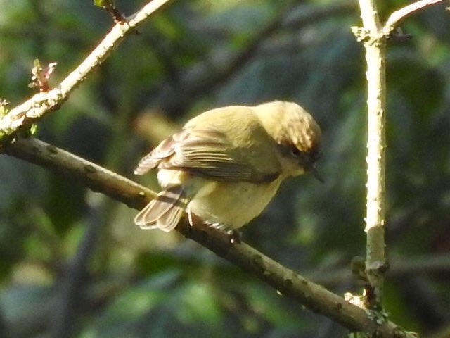 marburypatch's tweet photo. No sign of yesterday’s Dipper but first spring patch Chiffchaff by the stream in Big Wood as well as a pair of Grey Wags.2 Med Gulls were on the mere with a pair of Goldeneye and a drake Mandarin that didn’t linger unfortunately #marburypatch https://t.co/uWZrJvcOuD