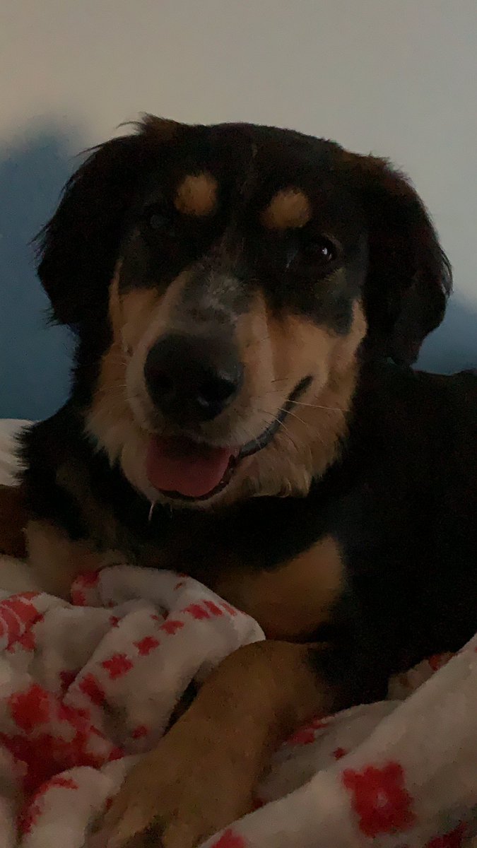 KilljoyMeg's tweet photo. @mariskreizman Welcome to the #NotMeUs family! Your dog is adorable! My Ginny welcomes your fur baby! #barksforbernie #dogsforbernie 💛✊🏻 https://t.co/mpsrcH8LTs