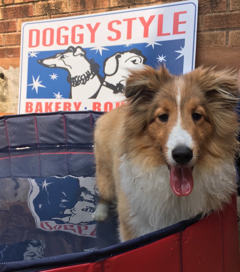 2gether_furever's tweet photo. She’s the baker, icecream maker &amp; owner of @doggystyledc-Krista Heinz is also the inspiration behind Together Furever, recognizing the need for an org that helps keep pets and their people together.
TY, Krista 🐾
#pawitforward #petsarefamily #togetherfureverdc #doggystyledc https://t.co/uS2sx3NRGT