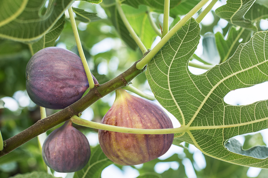 UK-grown lemon in your G&amp;T? UK fig with your breakfast yoghurt? We're working on it! ow.ly/htZp50yDTCO