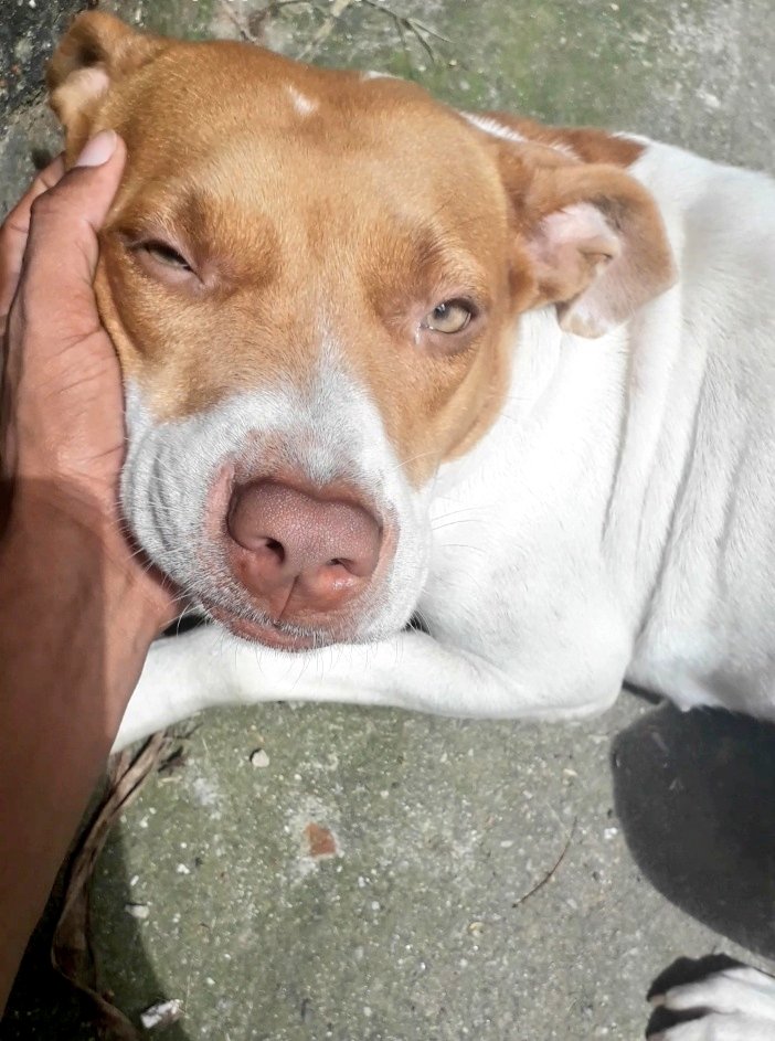 Bigodiiin's tweet photo. Minha Paixão 😍❤
#Minney🐕 https://t.co/fsWmA52IDg