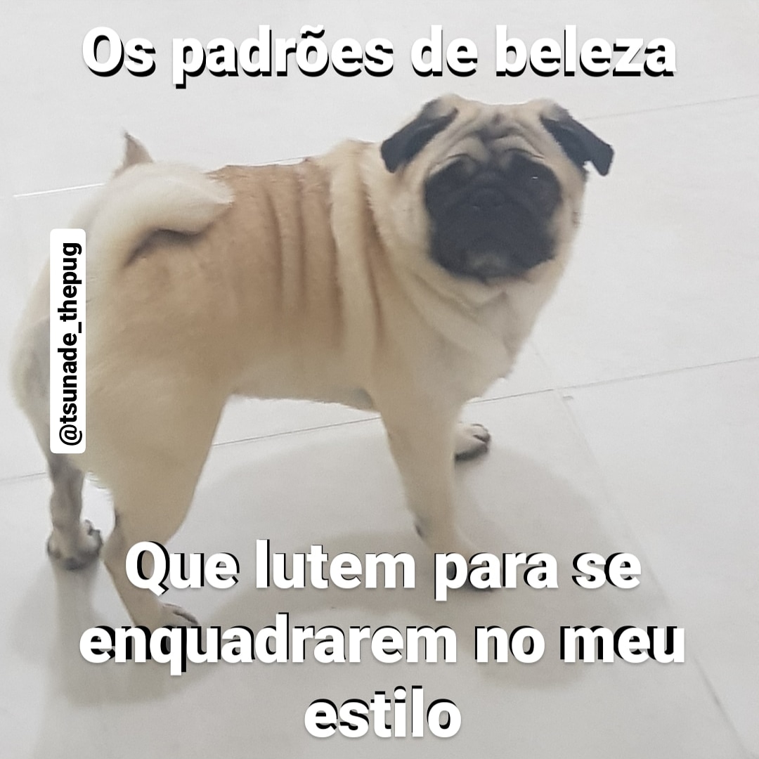 #brotanobailão #pugfun #funnypug #funk #memesbrasil #carnaval2020 #cassolinhos #catiororeflexivo #mdb #bichos #pet #amopet #amopugs🐶 #love #cutest #puppylove #tsunade_thepug