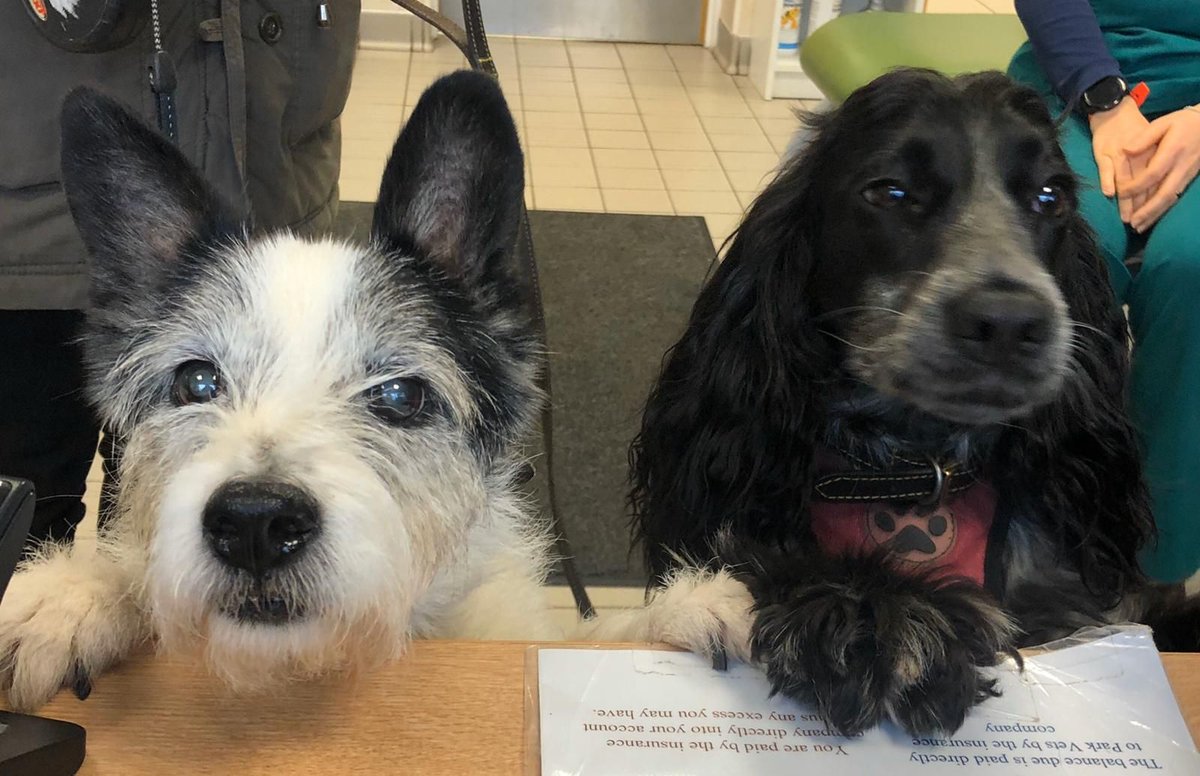 Park Vet Group tweet media