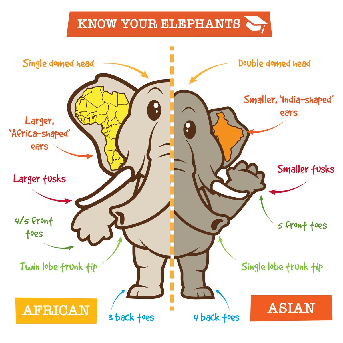 Can you tell the difference between the Asian and African elephant?  Here's a quick guide to help you out.  See more on our Instagram feed.

#elephant #elephants #loveelephants #tusks #trunks #bigears #saveourelephants