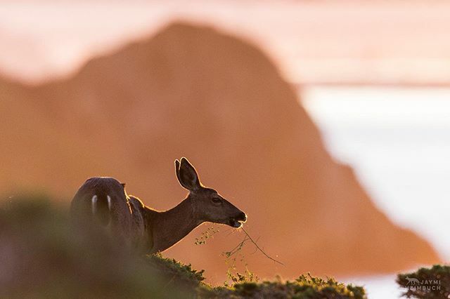 JaymiHeimbuch's tweet photo. Some mornings are just special. The light is extra pretty, the animals are extra obliging, the scene, the smells, the sounds and sky are just... the recipe for happiness. I’ve been missing being outside all the time and am trying to work daily nature wal… https://t.co/XvOVoeLRJu https://t.co/i2gF6R12Bo