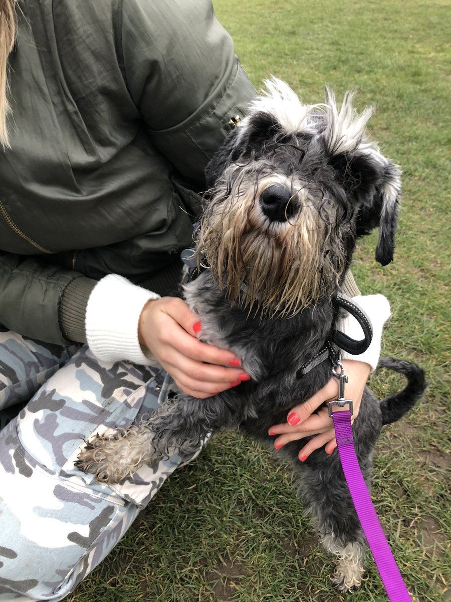 Tomandtoto's tweet photo. Rosa the Miniature Schnauzer definitely stole the show at another successful #Wellbeing #dogwalk for #UniversityMentalHealthDay @uniofeastanglia 🐾 https://t.co/yc3rU9wNko