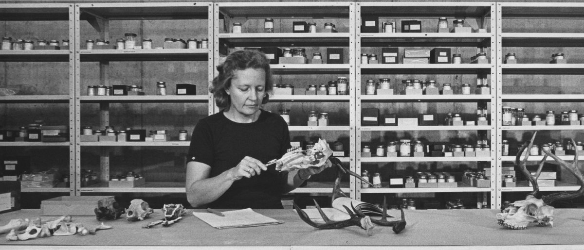 FloridaMuseum's tweet photo. Happy Birthday to history-maker Dr. Liz Wing, who came to @UF as a grad student with little more than a suitcase – and ended up changing the way we study humans’ interactions with the natural world. 🔬♀️🐊
Story: https://t.co/OZowfndhdL
#WomenInScience #WomensHistoryMonth https://t.co/kbkevT1EZS