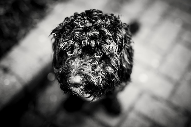 MickCookson's tweet photo. Just calibrating a couple of lenses on the #nikon My model isn't best pleased with me as we're 30mins late for his walk!
.
.
.
#cavapoo #dogsoftwitter #cavapoosoftwitter #reluctantmodel https://t.co/doG3oxki89