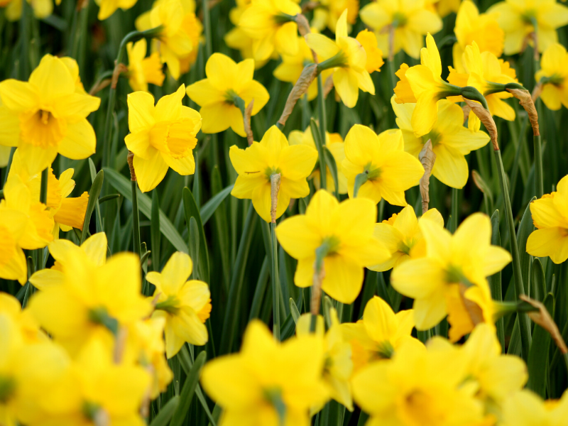 tootingnewsie's tweet photo. #Spring is almost here and @ShareNurseries in #Tooting is blooming! Why not brighten up your home with some spring-flowering bulbs? SunflowerRoseTulip More on our blog: https://t.co/0oik9WSPsj
#Furzedown #Earlsfield #Balham #Wandsworth https://t.co/L2JE4l3cxM