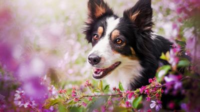 TailGateForDogs's tweet photo. Spring has sprung! Spring photos will take place on Wednesday, April 22nd. All Tail Gaters that are here by 10AM will receive a festive photo on Facebook! We hope to see everyone here! #tailgatefordogs #daycare #springphotos #holidayphotos #springhassprung https://t.co/NzjgycwZpv