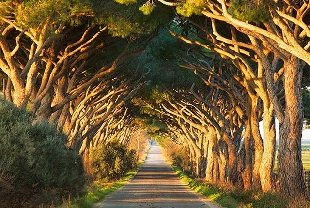 This is the enchanting Maremma we want you to discover. Photo by @_saramagg
•
Questa è la fiabesca Maremma che vogliamo mostrarti.  Foto di @_saramagg

#LocandaRossa #LocandaRossaCapalbio ift.tt/2VOx4zu