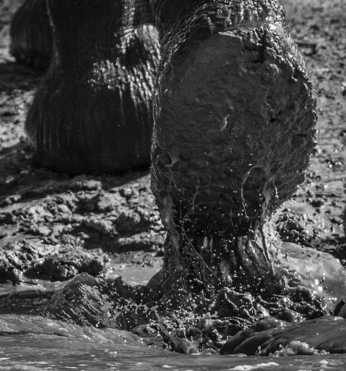 Wading in the Delta...
#elephant #elephants #wildlifephotography #wildlife #photography #blackandwhite #blackandwhitephotography #wading #africanwildlife #blackpools #moremi #moremigamereserve #botswana #africa #canon #5dmarkii #canon5dmarkii #tamron #tamronlens #tamron150600mm