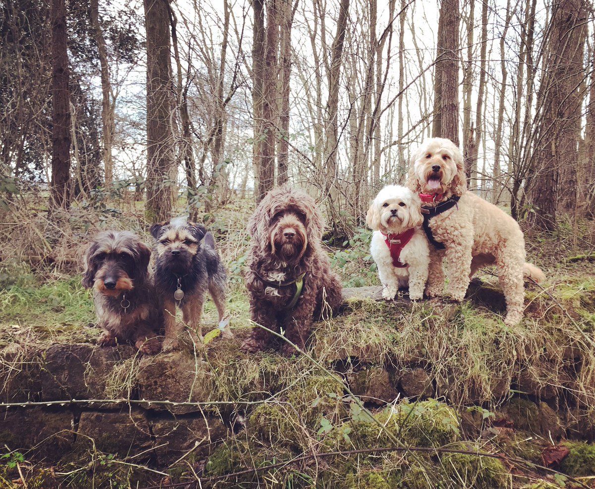 teamFMDW's tweet photo. Thursday afternoon group #Dogwalker #knaresborough #starbeck https://t.co/RKorO4vbpV
