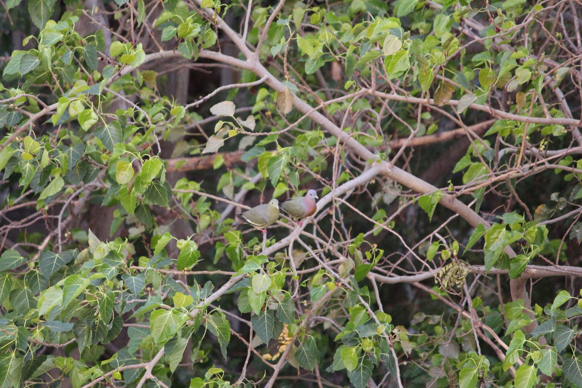 sureeporns's tweet photo. นกเปล้าคอสีม่วง (Pink-necked Green Pigeon; Treron vernans) มาเป็นคู่​ ต่อไปแถวนี้คงมีตัวเล็กสมาชิกใหม่สวยๆ​ น่ารักๆ​ เพิ่มขึ้น
#นกเปล้าคอสีม่วง #PinkneckedGreenPigeon  #Treronvernans https://t.co/b0U85fMbyk