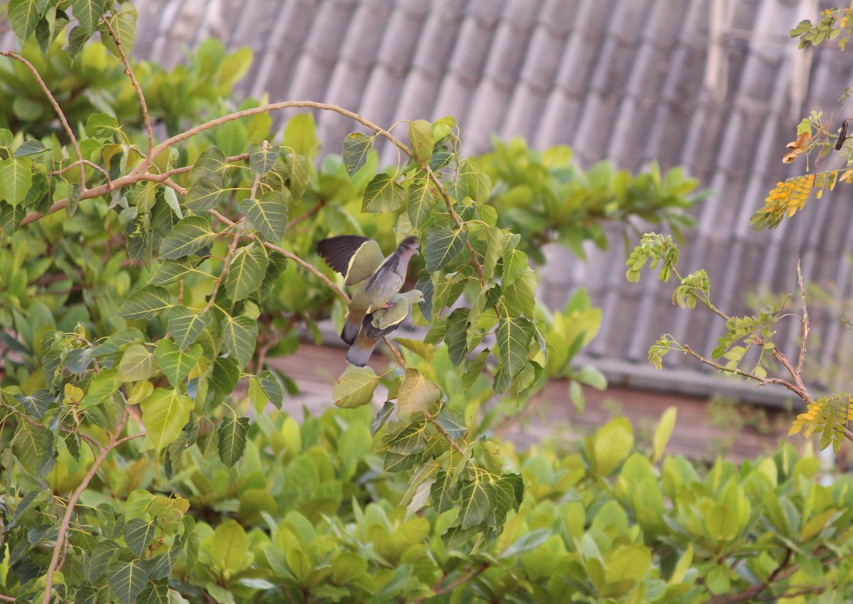 sureeporns's tweet photo. นกเปล้าคอสีม่วง (Pink-necked Green Pigeon; Treron vernans) มาเป็นคู่​ ต่อไปแถวนี้คงมีตัวเล็กสมาชิกใหม่สวยๆ​ น่ารักๆ​ เพิ่มขึ้น
#นกเปล้าคอสีม่วง #PinkneckedGreenPigeon  #Treronvernans https://t.co/b0U85fMbyk