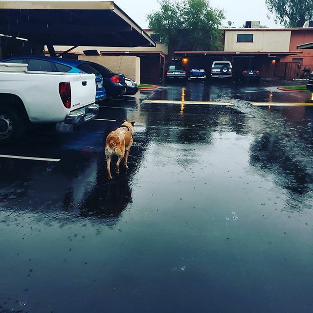 itsAGI's tweet photo. ❤ that he doesn't mind the rain or sprinklers but baths and pools are lit of the question https://t.co/a7PBmxnfx8 https://t.co/Ki7lm1IA9S