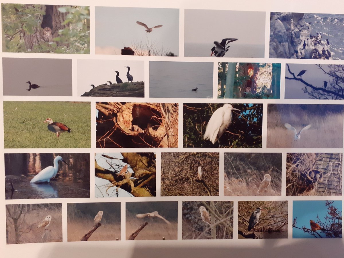A collage of some of the beautiful birds we have photographed #barnowl #tawnyowl #littleowl #egrets #herons #puffin #oystercatcher #guillemot #cormorant #egyptiangoose #sparrowhawk #kestrel