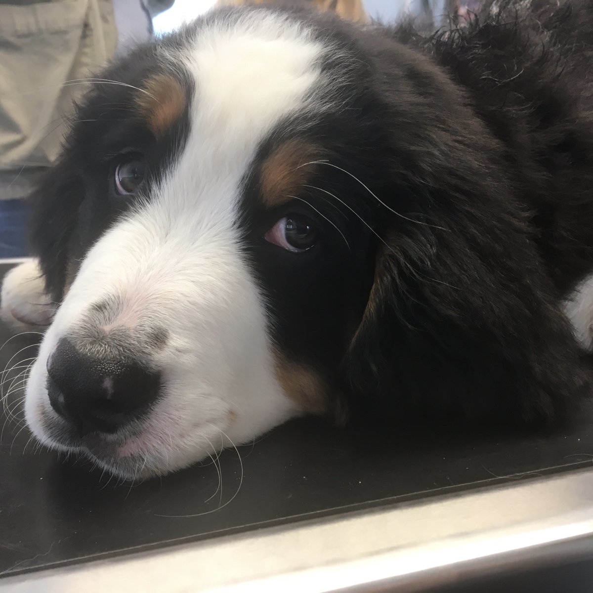 Gorgeous Hattie after her second vaccination!

🐶🐾

#barnsleyvets4pets #vets4pets