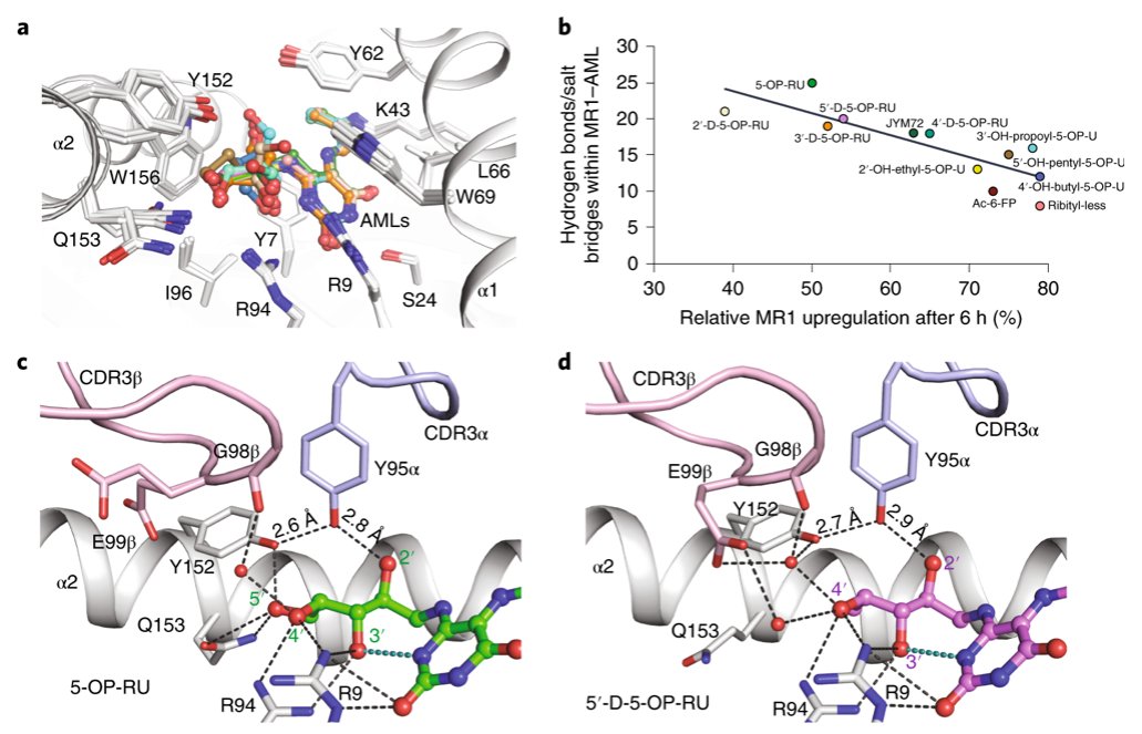 mmw_lmw's tweet photo. #MAIT_cell antigens | The molecular basis underpinning the potency and specificity | Altered Metabolite Ligands | Jamie Rossjohn @MonashUni @NatImmunol https://t.co/0AmYpNZTaA https://t.co/zXnmhJb4tm