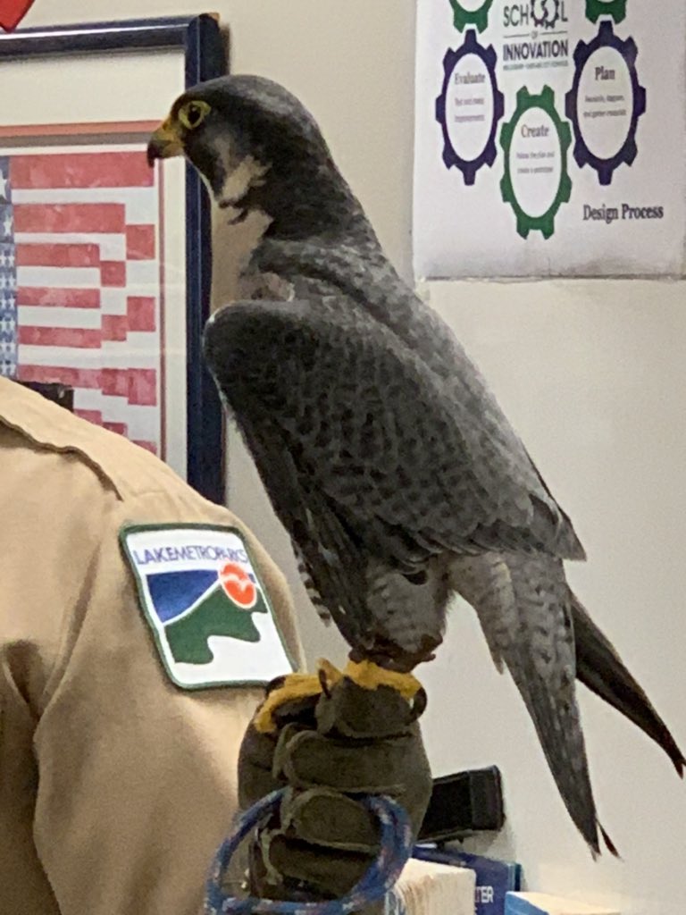 SOI3rd's tweet photo. The 3rd grade at SOI raised money by doing chores at home to “adopt”
Cliff from the Penitentiary Glen Wildlife Center #wesoi #soistem #weschools https://t.co/zIKfS3leMl