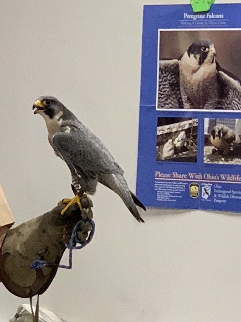 SOI3rd's tweet photo. The 3rd grade at SOI raised money by doing chores at home to “adopt”
Cliff from the Penitentiary Glen Wildlife Center #wesoi #soistem #weschools https://t.co/zIKfS3leMl