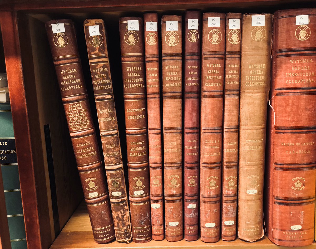 NHM Coleoptera tweet media