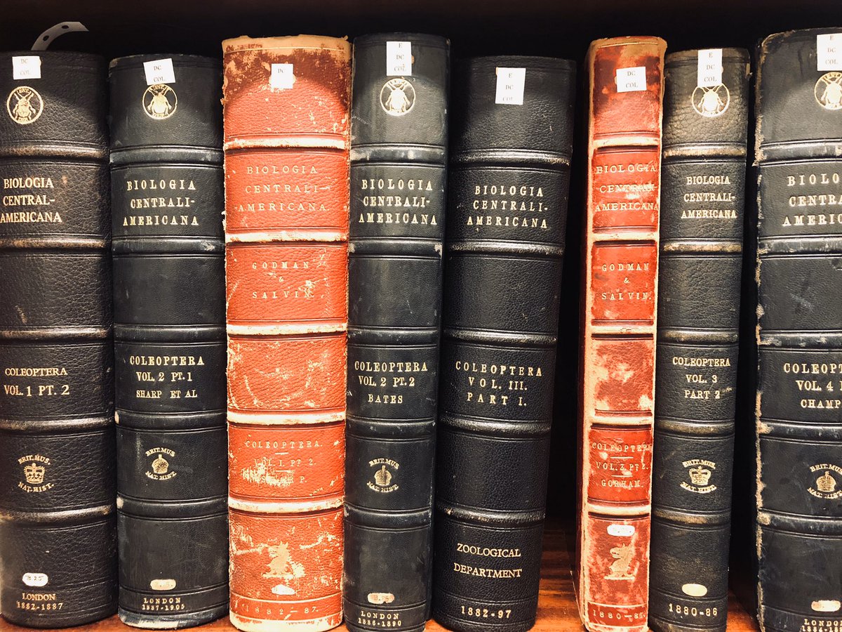 NHM Coleoptera tweet media