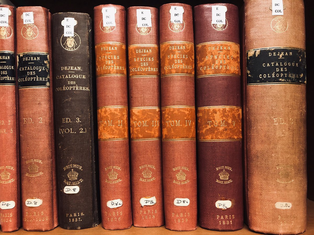 NHM Coleoptera tweet media