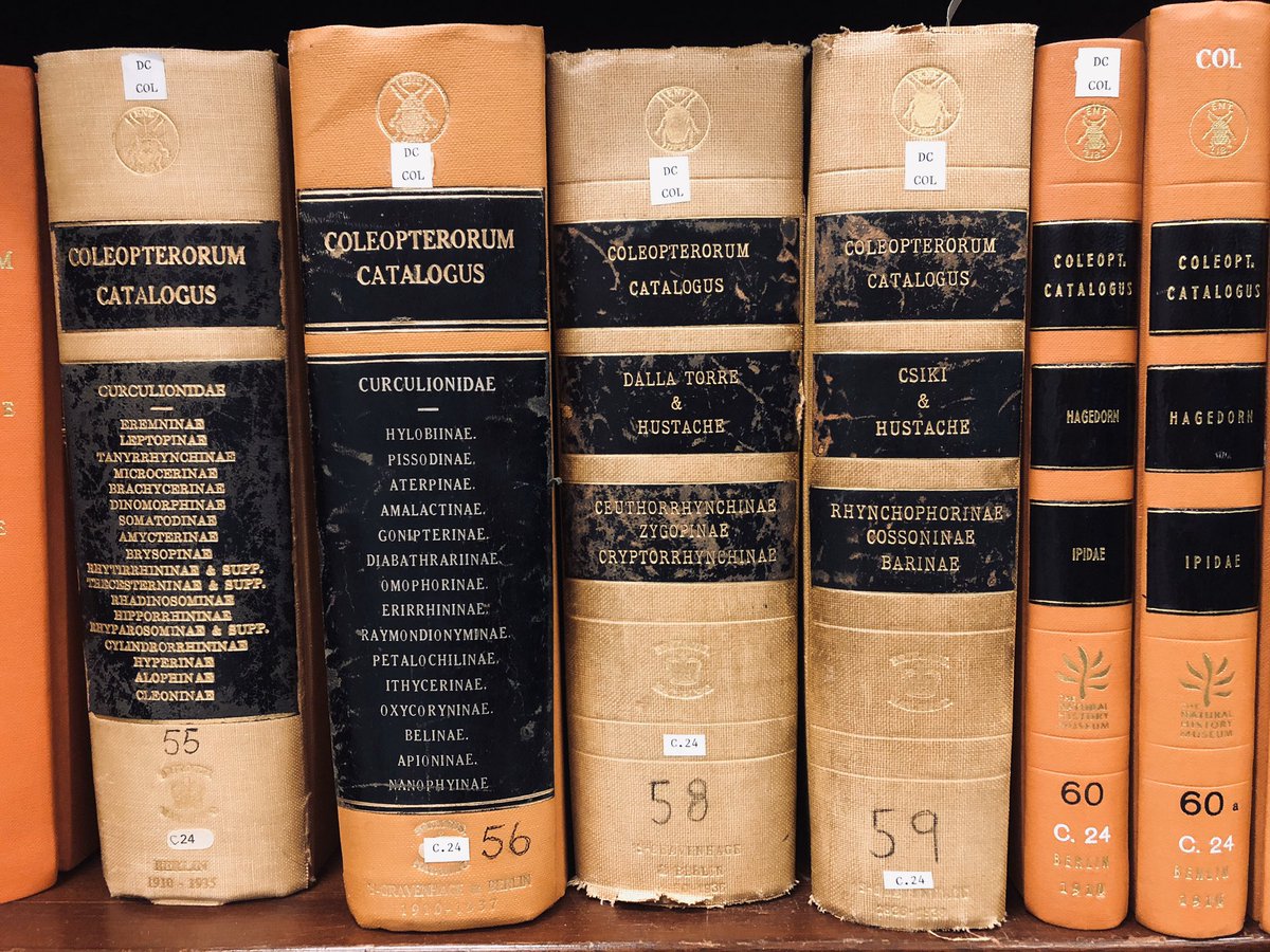 NHM Coleoptera tweet media