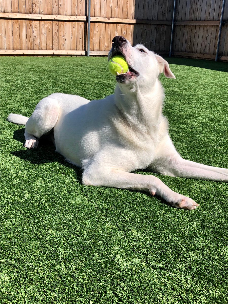 Stonebrookpet's tweet photo. Sun-bathing &amp; ball catching at it's finest. #ballislife https://t.co/ysxPIsU5NL