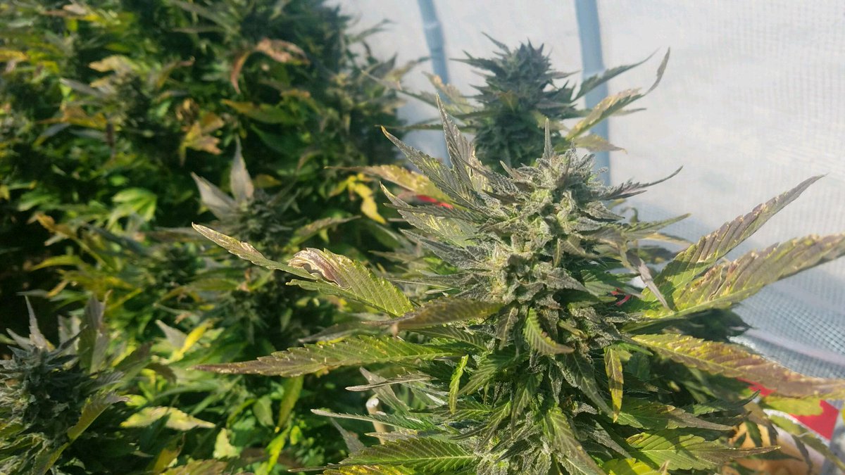 KindLifeLLC's tweet photo. What makes Kind Life CBD the best Hemp based product in Arizona? https://t.co/VExZbIvg5q #Reviews #Review #CBDreview #HempReview #KindLifeReview #KindLife #KindLifeCBD #KindredSpirits #HempCompany #HempGrowing #CBDcompany #PHX #PhoenixCBD #NearPHX #NearMe #Arizona #BestHemp #Best https://t.co/BKeyLFWs2Q