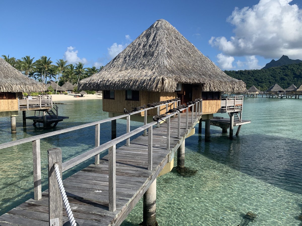 blackwelll1's tweet photo. Blackwell Bora Bora Chronicles day 6: Good morning everyone🌴 https://t.co/kiHs0y5BH3