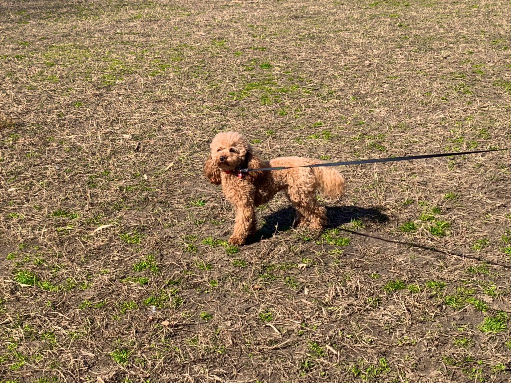 Stephan71614063's tweet photo. I was just in the park on this beautiful March day and I came across this beautiful golden beige puppy. Her name is Veve and she is only a one year old toy poodle and really made my day with her energy along with her shyness. #OutdoorClassroomDay! https://t.co/nBo1Q7Qg4L