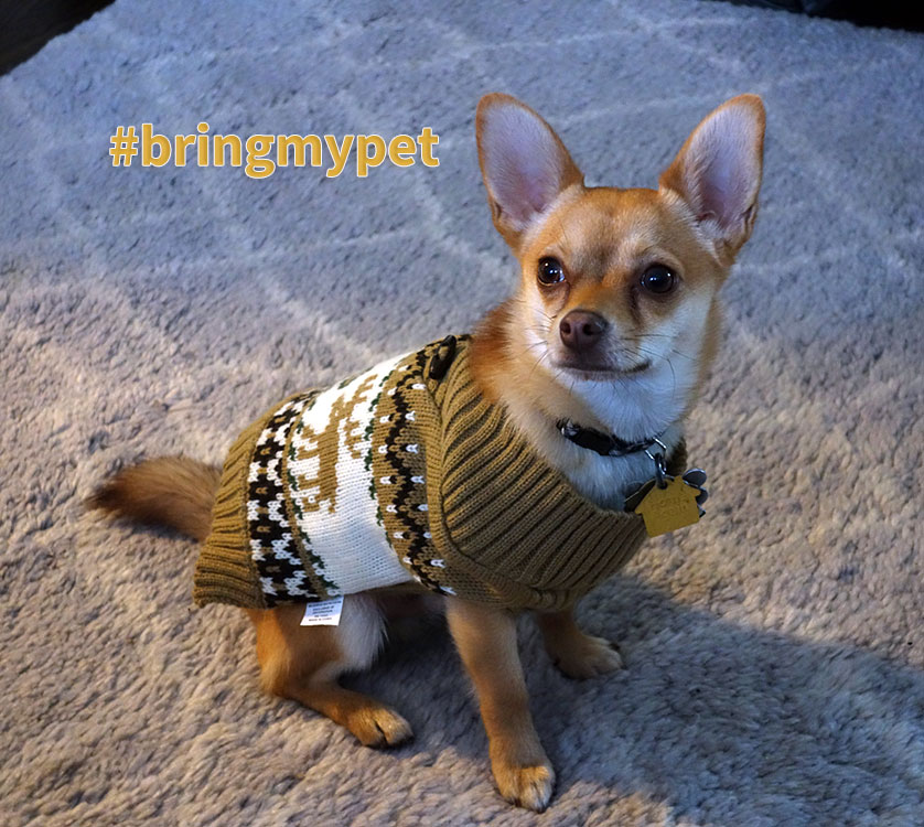 BringMyPet's tweet photo. Dog Friendly VT Lodging #Rutland #vtlodging #petfriendly #vtpets #hotelVT #vthotel #visitvt #pawhouse #vt #VermontPetFriendly #pets #VTLiving #BTV https://t.co/8fOwoGQpT1 https://t.co/azFALaUjxn