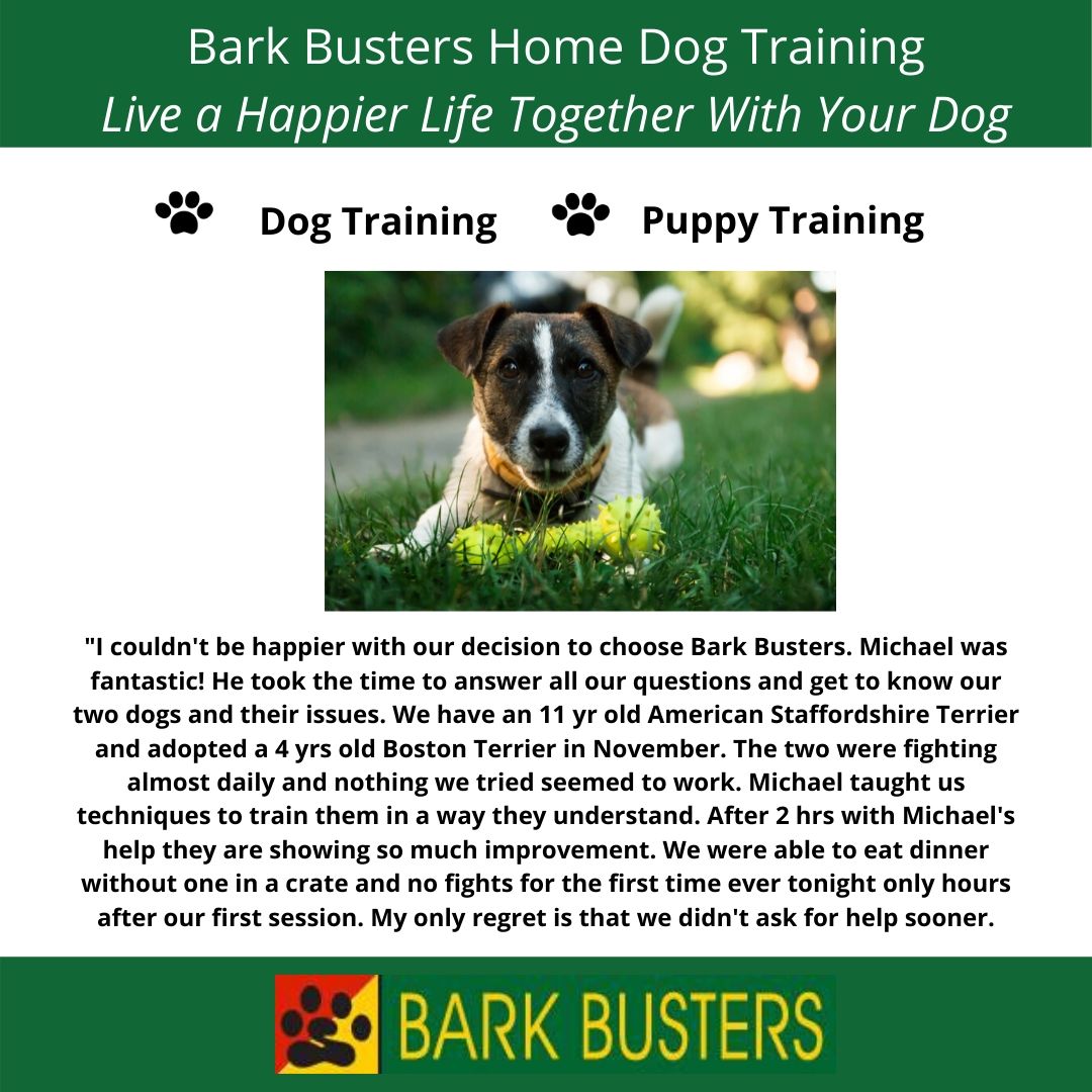 dogtrainingct's tweet photo. See what we could do  with Kassi's dogs ... we can do these with yours too! #bestdogtrainngguilford https://t.co/kLg8hgVqW6