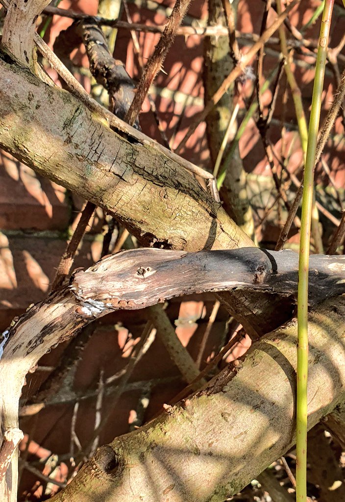 StarbornNomad's tweet photo. I was doing some tings in the garden today and found a dead branch that looked like a sneeky snake. #IBuzz https://t.co/4m7GFNNu21