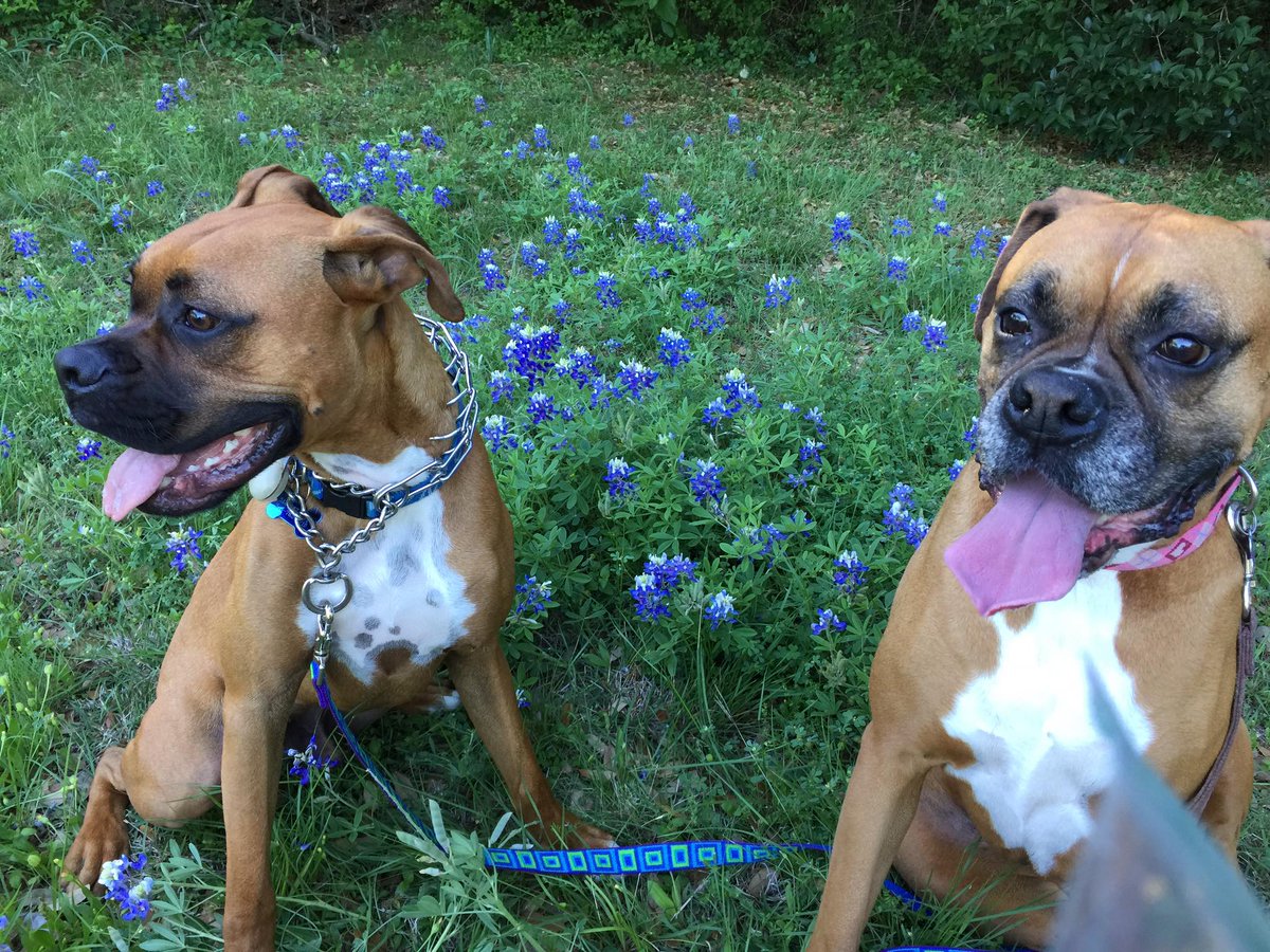 TherapyPilates's tweet photo. We love it when the #bluebonnets start blooming again! Have you spotted them yet? https://t.co/OXFt1t4oJC