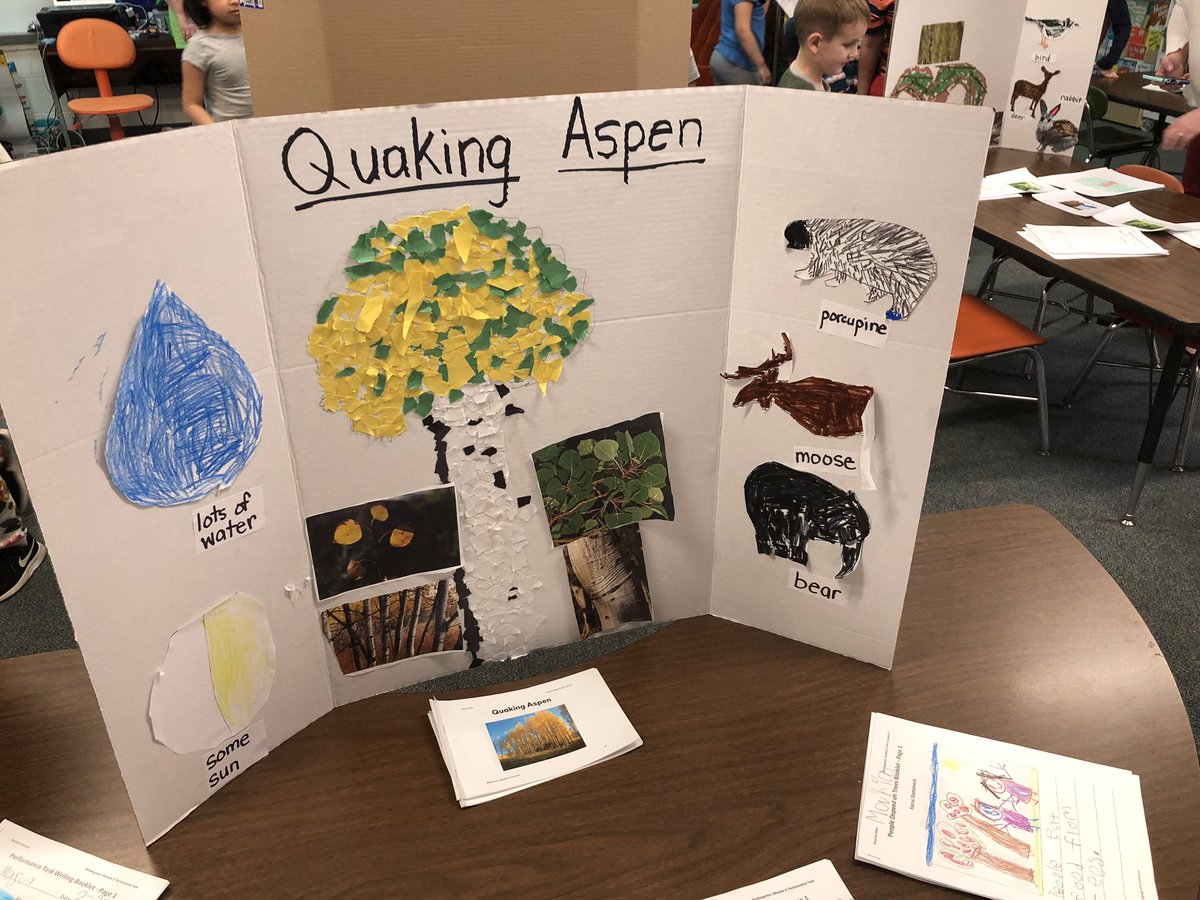 MaloneyLCES's tweet photo. Kindergarten classes presenting their celebration of learning on trees and how they help us. https://t.co/RXcOEk7a7Z