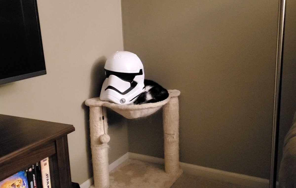 Gricel_84's tweet photo. @HamillHimself it seems that we have, what my son calls, a Cat Pooper in our house... Do you know of any #StormTroopers that lost their cat?? 🤣🤣 #StarWars #5YrOldBoyShenanigans #CatPooper #MyPascal #ElPigCat https://t.co/5zVw64fa50