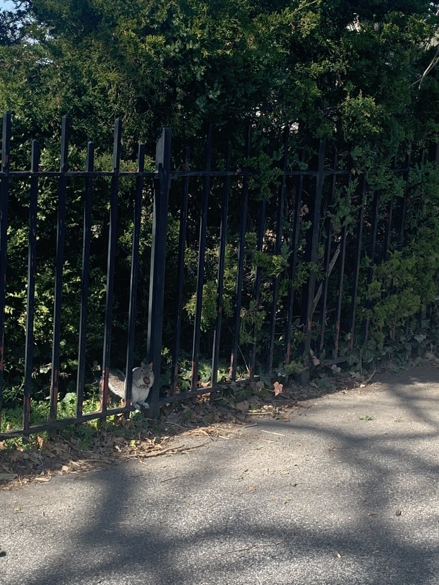 emersonsofhan's tweet photo. As I explored the park. I smelt the fresh wind and breeze of the water filling up the air. I noticed this squirrel sitting on the side of the road and I captured this little guy eating a snack, and soaking up sun. #OutdoorClassroomDay! #OutdoorClassroomDay! https://t.co/9xKBtt70mj