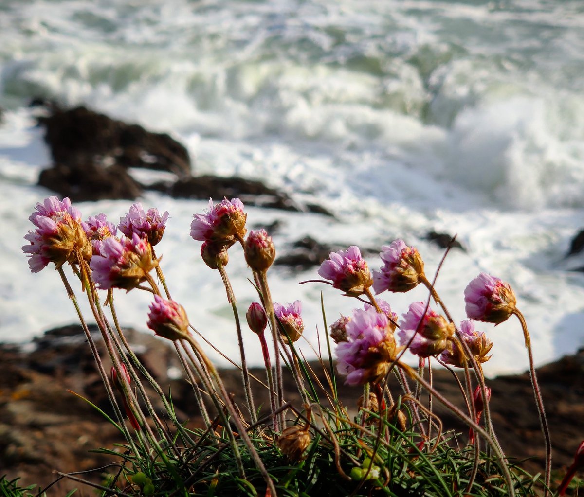 matoo's tweet photo. Promenade du jour à Doëlan. #CloharsCarnoet #Finistere #Bretagne https://t.co/KB6iJqS2js