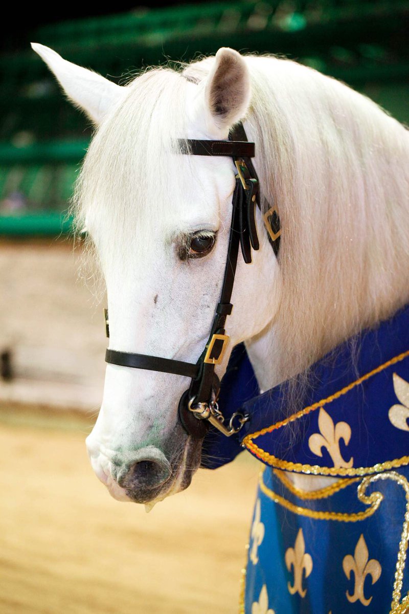 Medieval Times ATL tweet media