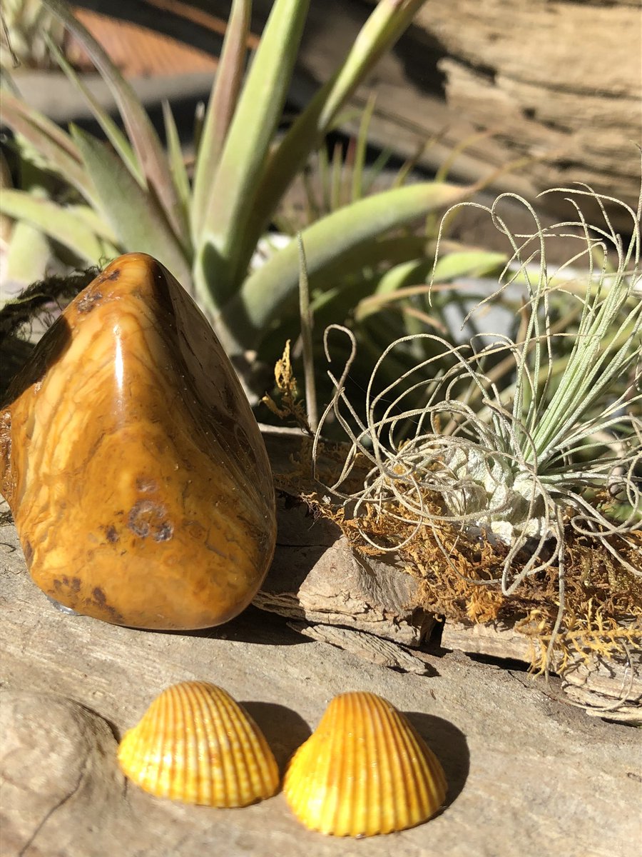 Succulent air plant driftwood with Yellow Jasper. Yellow Jasper is a positive energy stone. A grounding stone that brings courage. Helps to release toxins and heal digestion &amp; stomach. #airplants #succulents #gifts #homedecor #yellowjasper #driftwood #healingstones #connecticut