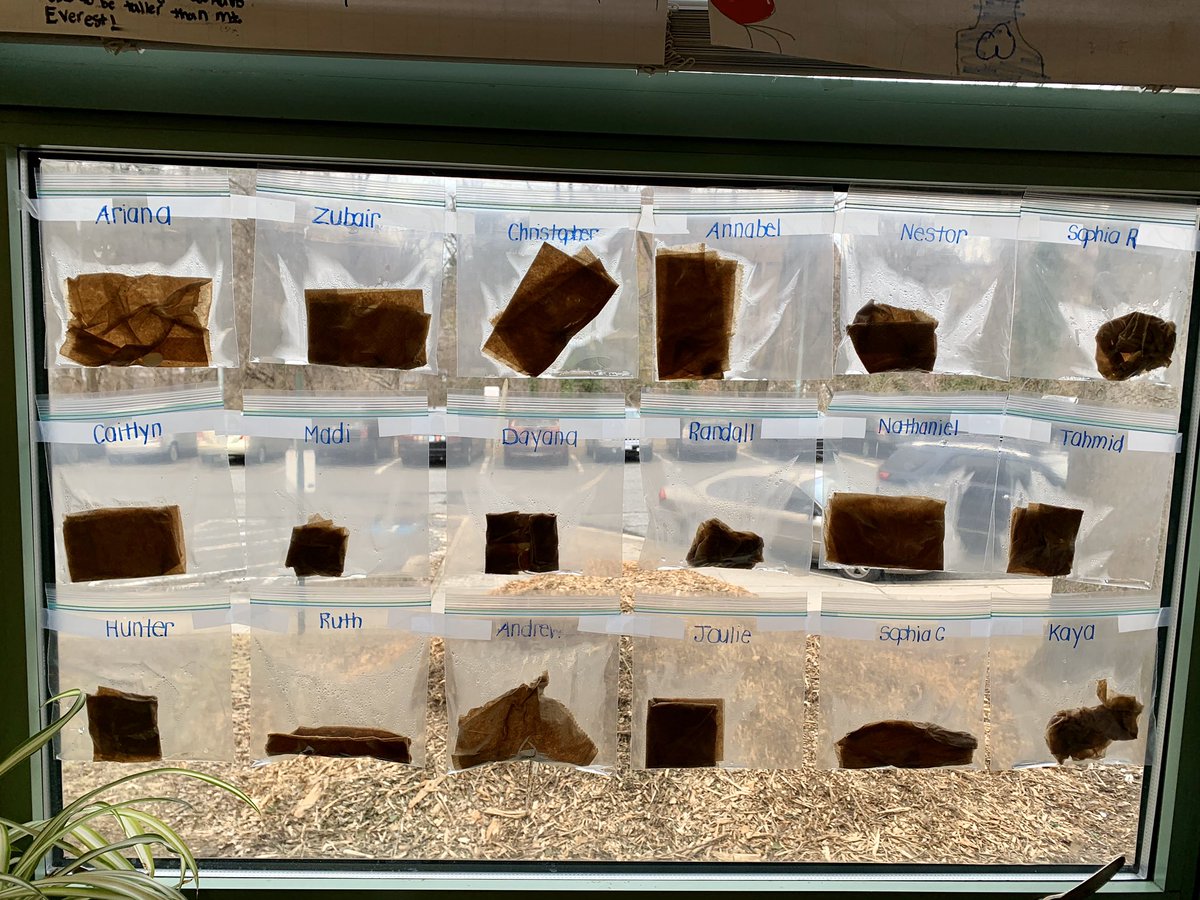 davitt45's tweet photo. Inspired by one of our expedition anchor texts “Seedfolks,” our class planted Lima beans in plastic bags and then brought our sprouts home to continue growing! We’re all about #GrowingGreens of all kinds #SpringExpedition @CampbellAPS @ELeducation https://t.co/UkcD44wfwz