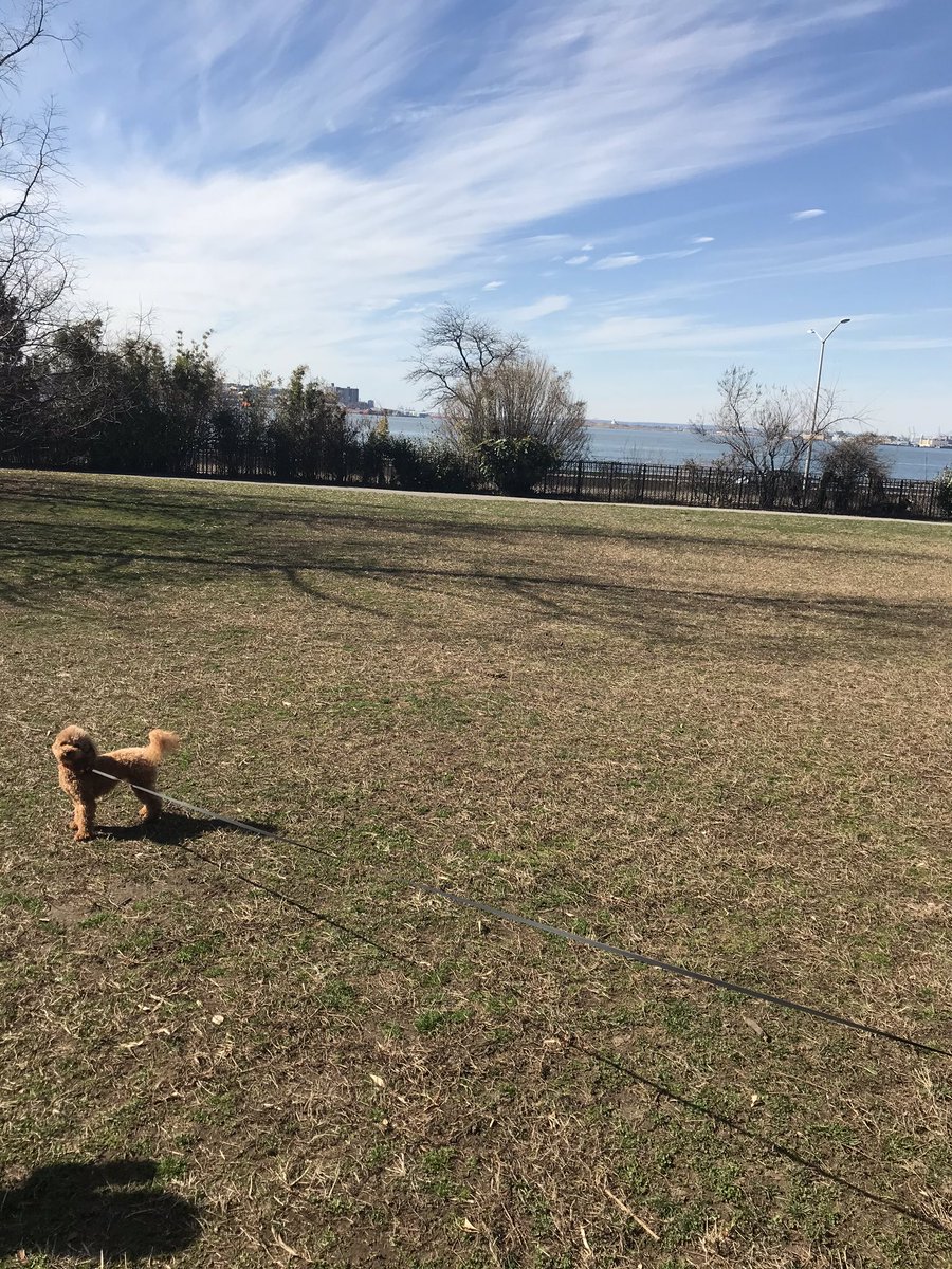 IsabellaXerri's tweet photo. Today, I spotted a lovely toy poodle, named Vivi running swiftly in the park with her owner. Her energy and sweet attitude was absolutely adorable as she came towards us quite shyly. #OutdoorClassroomDay! https://t.co/AD8qJ6B9u7