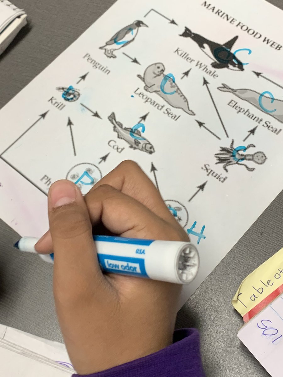 PioneerScience5's tweet photo. Looking at energy flow in an ecosystem by using Food Webs. These students LOVE life Science! @EKD_Elementary @ECISDScience https://t.co/CRVXD54kly