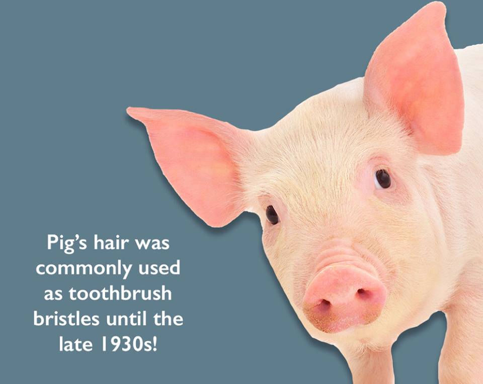 IDC_sb's tweet image. Pig’s hair was commonly used as toothbrush bristles until the late 1930s!
#ToothbrushFacts

idcsanbernardino.com