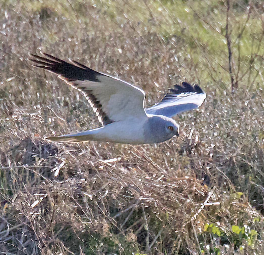 Frank G Burns tweet media