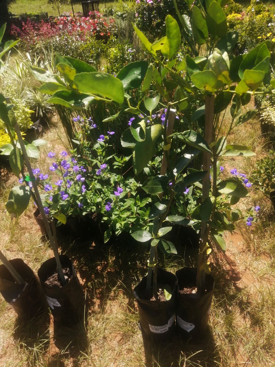 Bloemfontein Farmers Market (BloemHappyPlace) Twitter