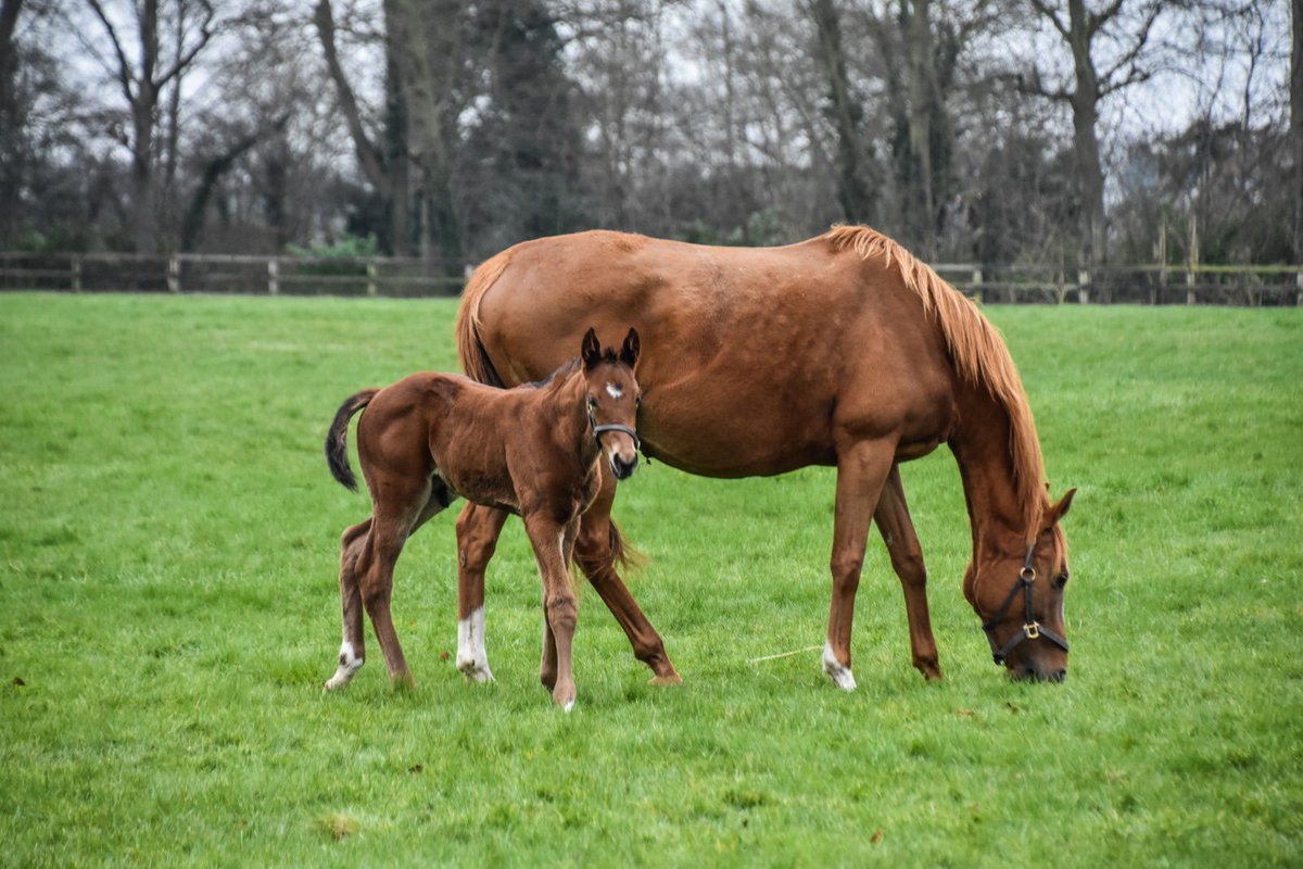 We are delighted to welcome a Dubawi colt out of the Galileo mare Bound @DarleyStallions #Welcometotheworld #Dubawi #Bound